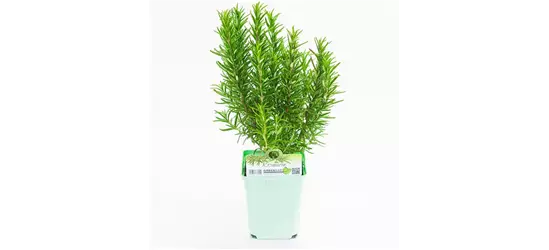 Greenbar Rosmarin