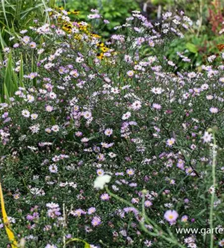 Glattblatt-Aster
