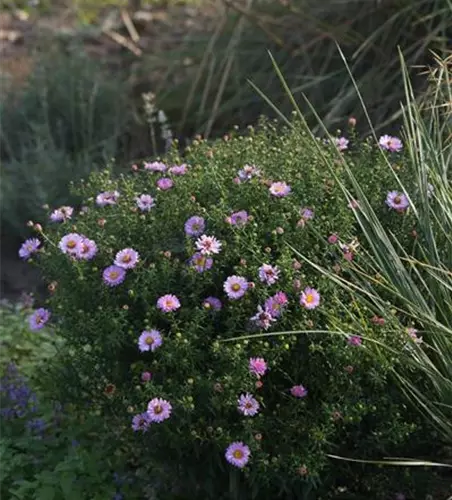 Garten-Kissen-Aster 'Tina'