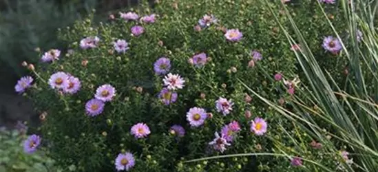 Garten-Kissen-Aster 'Tina'