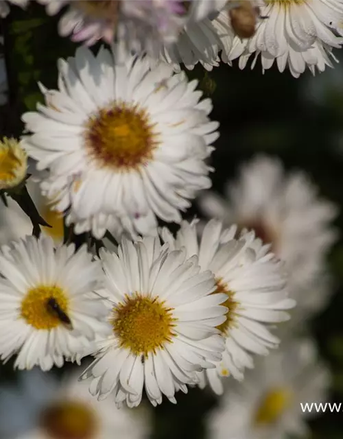 Garten-Glattblatt-Aster 'Schneekuppe'
