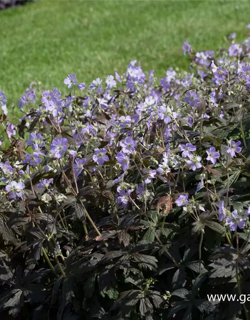 Geranium maculatum 'Espresso'