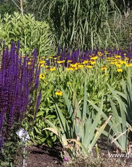 Garten-Blüten-Salbei 'Caradonna'