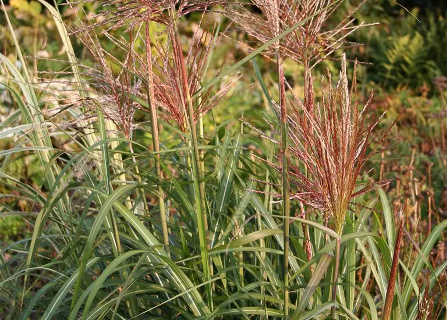 Garten-Chinaschilf 'Flamingo'