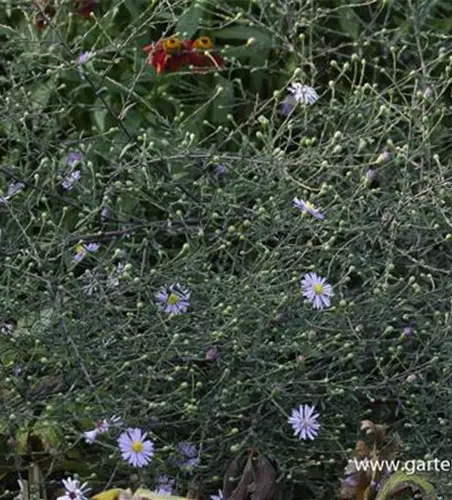 Glatte Aster
