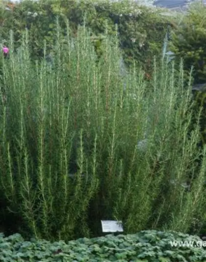 Garten-Rosmarin 'Arp' Garten-Rosmarin 'Arp'