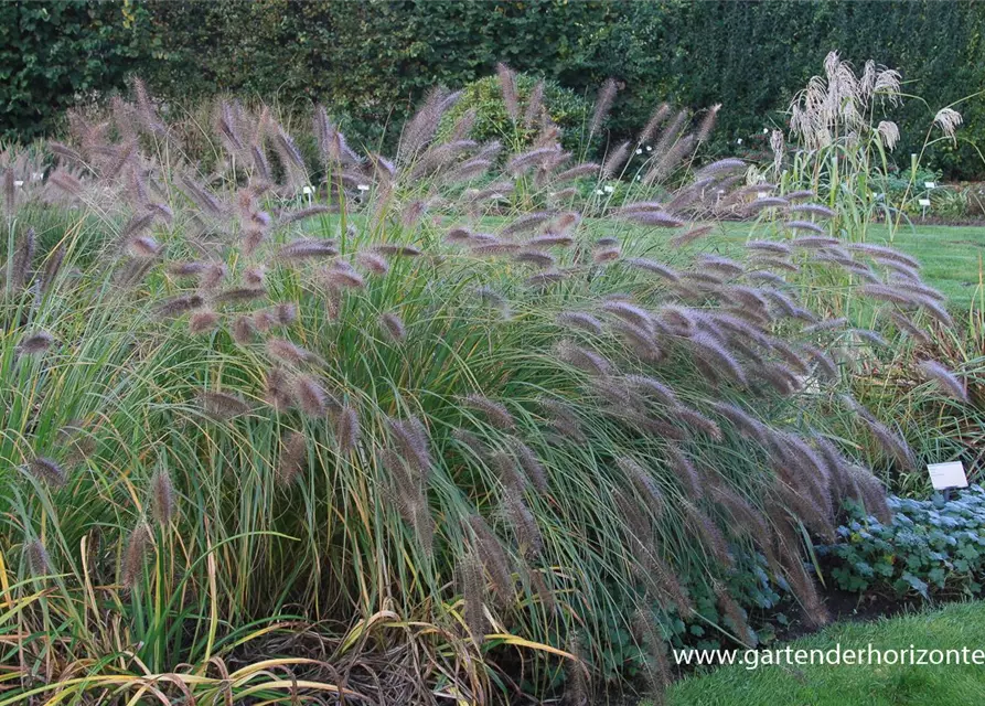 Garten-Federborstengras 'Cassian'