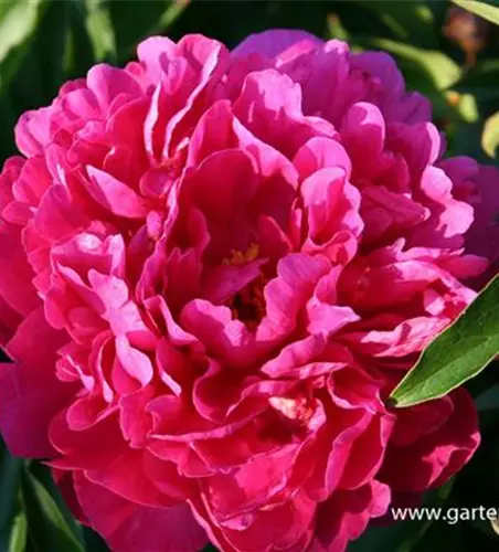 Garten-Pfingstrose 'Kansas'