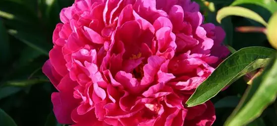 Garten-Pfingstrose 'Kansas'