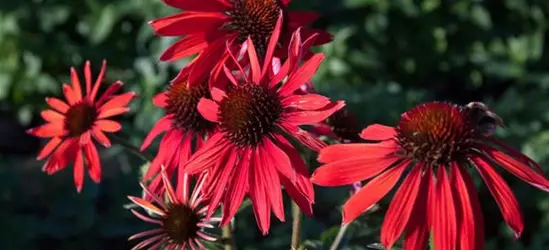 Garten-Scheinsonnenhut 'Hot Summer'®