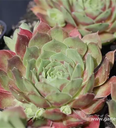 Garten-Steinrose 'Ornatum'