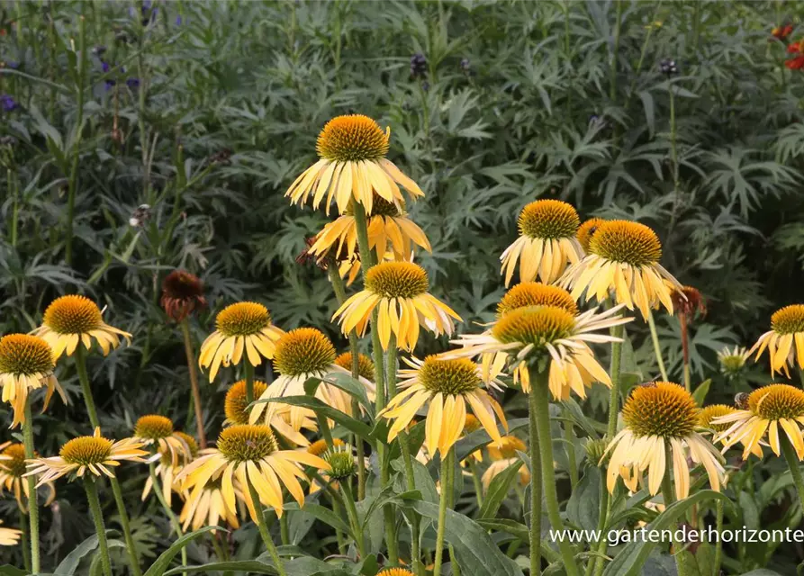 Garten-Scheinsonnenhut 'Harvest Moon'