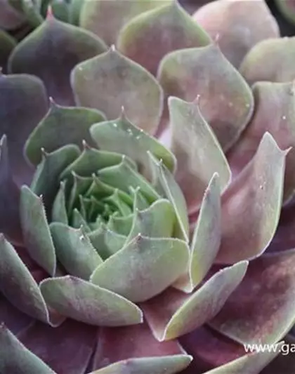 Garten-Dachwurz 'Othello'