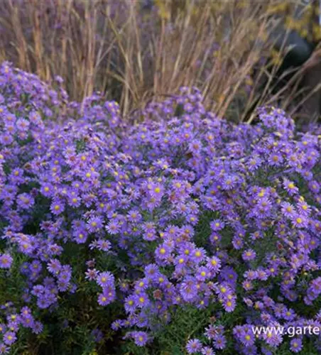Glattblatt-Aster