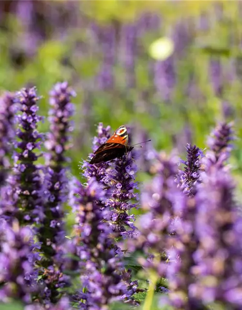 Garten-Duftnessel 'Black Adder'®