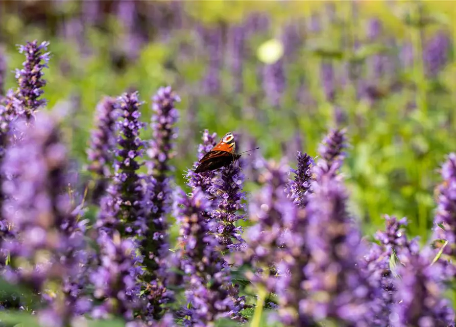Garten-Duftnessel 'Black Adder'®