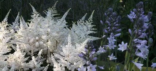 Garten-Prachtspiere 'Washington'