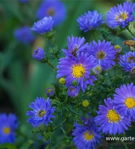 Garten-Glattblatt-Aster 'Pyramide'