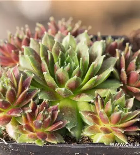 Garten-Hauswurz 'Karneol'