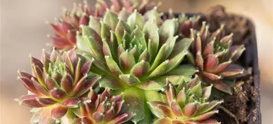 Garten-Hauswurz 'Karneol'