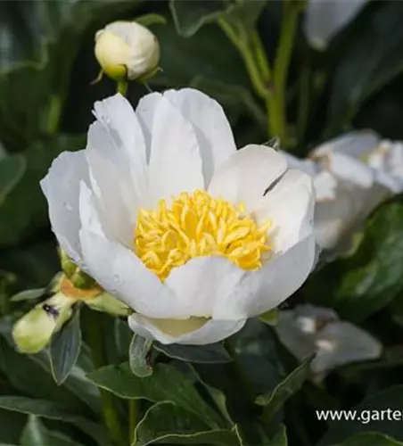 Garten-Pfingstrose 'Jan van Leeuwen'