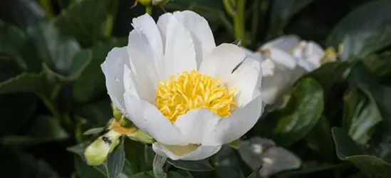 Garten-Pfingstrose 'Jan van Leeuwen'