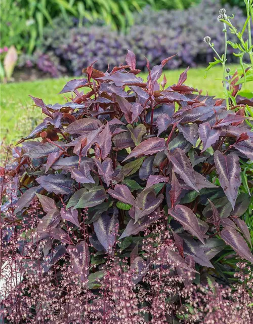 Kleinköpfiger Knöterich 'Red Dragon'