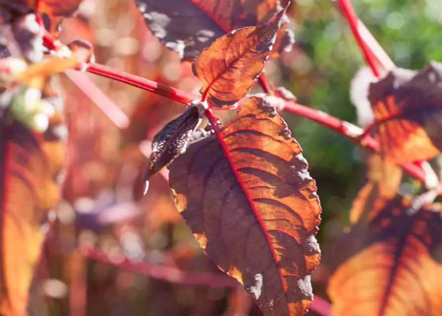 Kleinköpfiger Knöterich 'Red Dragon'
