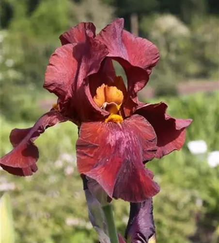 Hohe Bartiris 'Respectable'