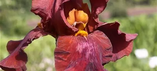 Hohe Bartiris 'Respectable'