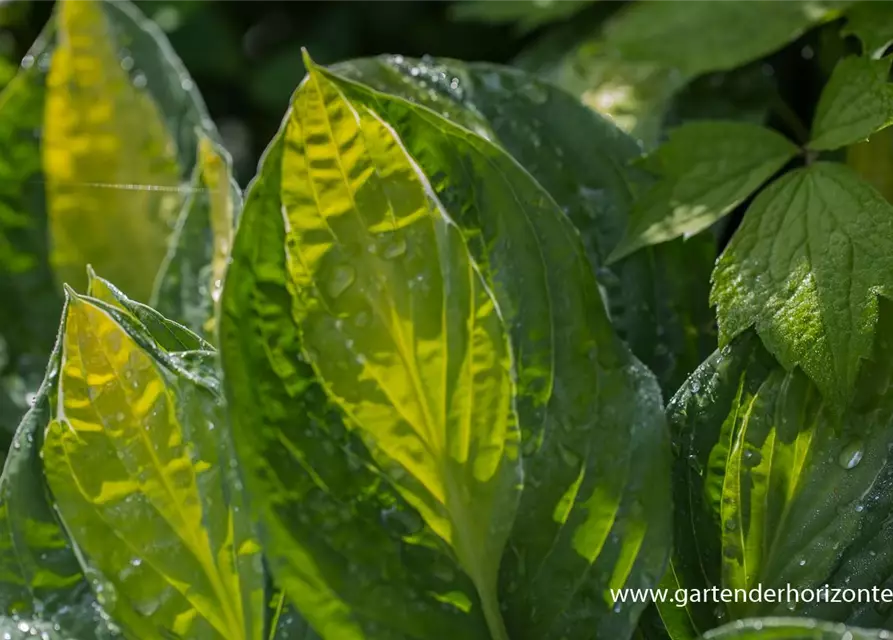 Hosta x fortunei 'Gypsy Rose'