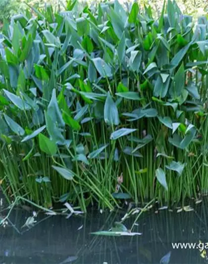 Herzblättrige Hechtkraut Herzblättrige Hechtkraut