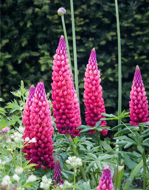 Garten-Lupine 'Towering Inferno'®