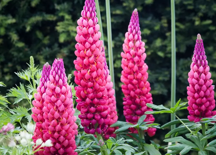Garten-Lupine 'Towering Inferno'®
