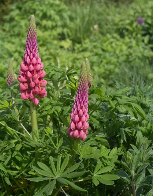 Garten-Lupine 'Towering Inferno'®