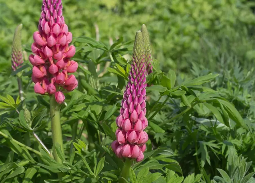 Garten-Lupine 'Towering Inferno'®