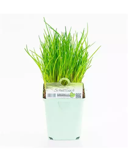 Greenbar Schnittlauch 