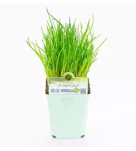 Greenbar Schnittlauch 