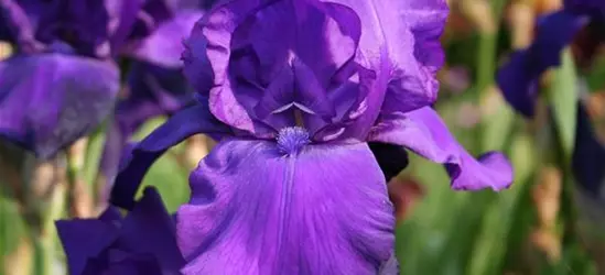 Hohe Bartiris 'Matinata'