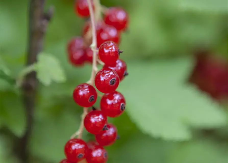 Johannisbeere