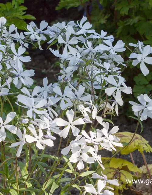 Phlox divaricata 'White Perfume'