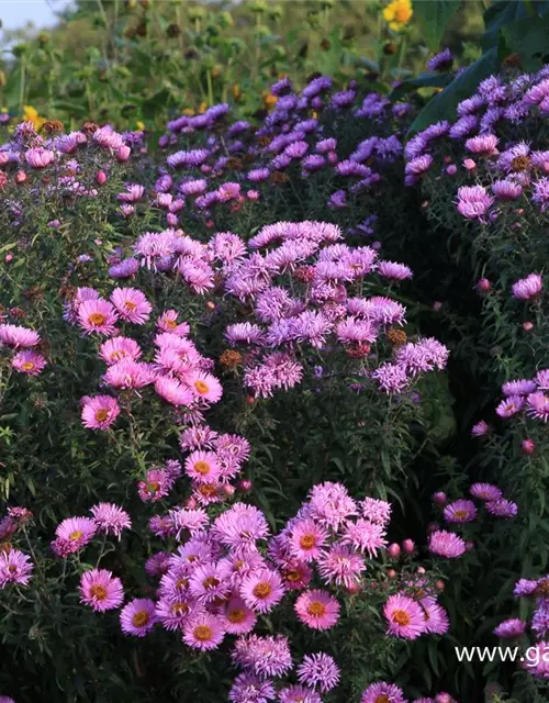 Raublatt-Aster