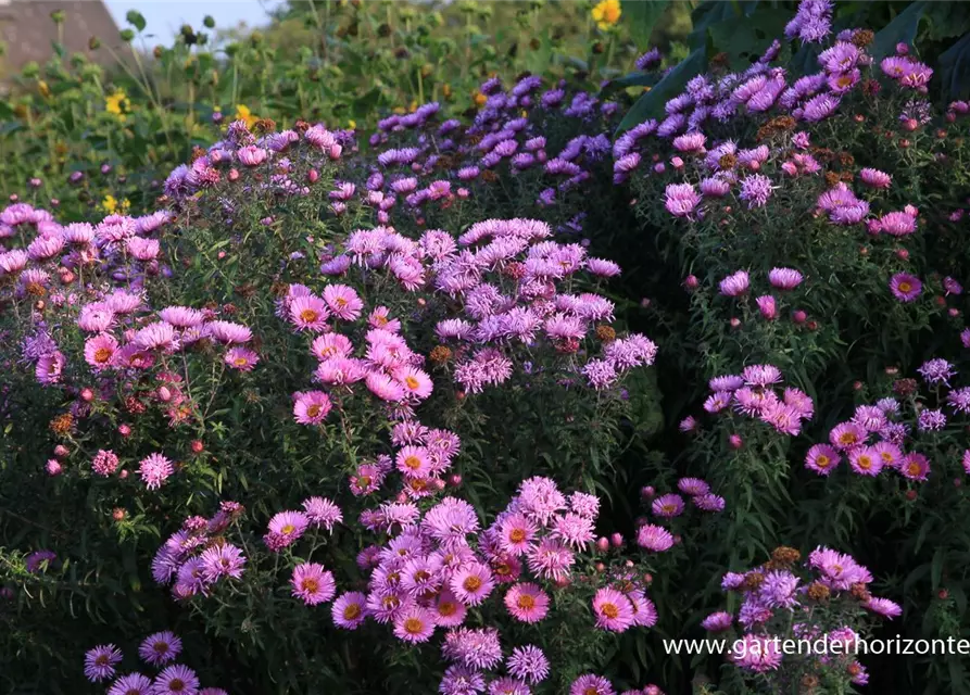Raublatt-Aster