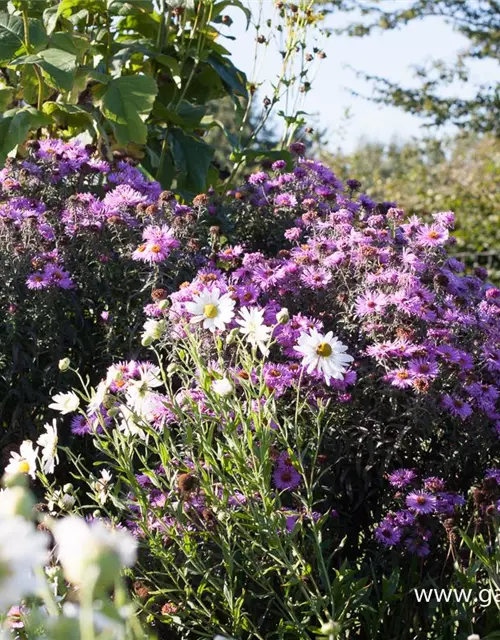 Raublatt-Aster
