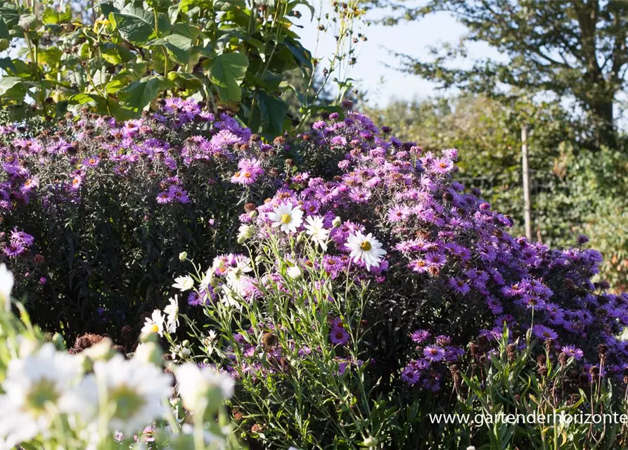 Raublatt-Aster