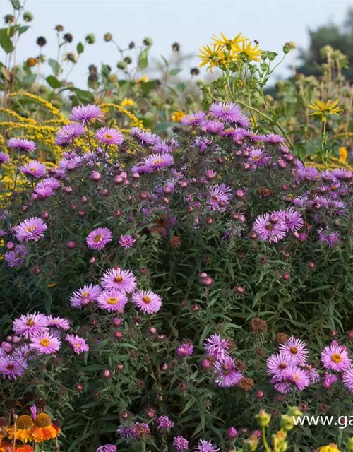 Raublatt-Aster