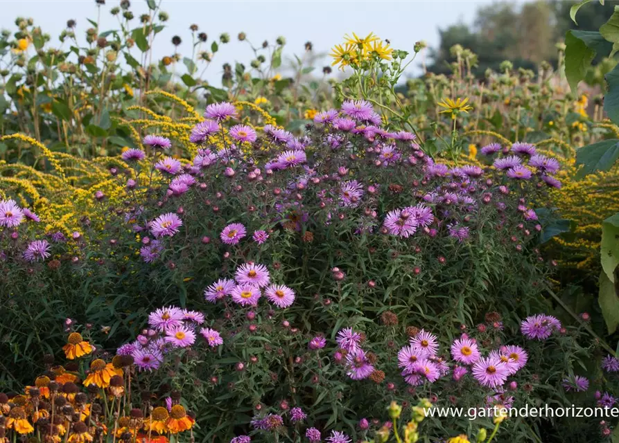 Raublatt-Aster