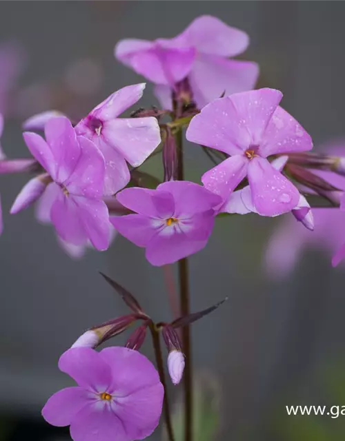Phlox glaberrima 'Bill Baker'