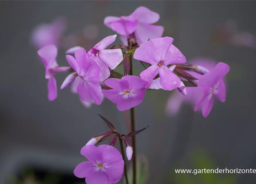 Phlox glaberrima 'Bill Baker'