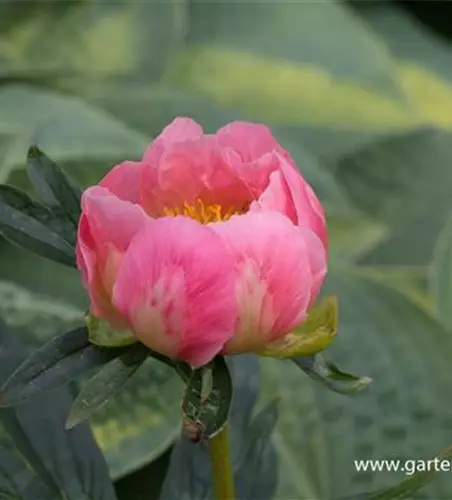 Pfingstrose 'Pink Hawaiian Coral'